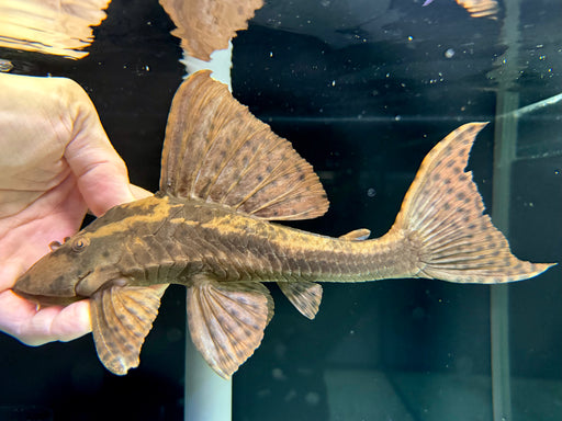 * Pleco *  Hypostomus sp. L138 (25-27cm)