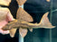 * Pleco *  Hypostomus sp. L138 (25-27cm)