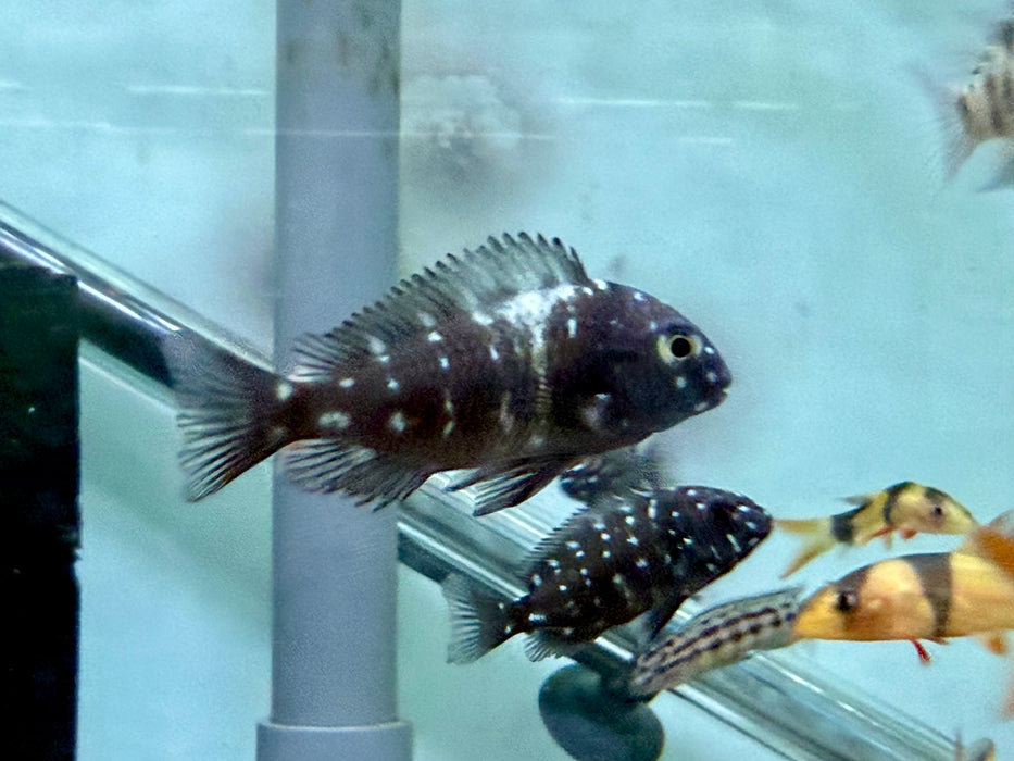 * Cichlid *  Tropheus Duboisi MASWA (German Bred) 5-7cm
