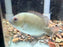 * Cichlids * Paretroplus menarambo (Pinstripe damba) 8-10cm