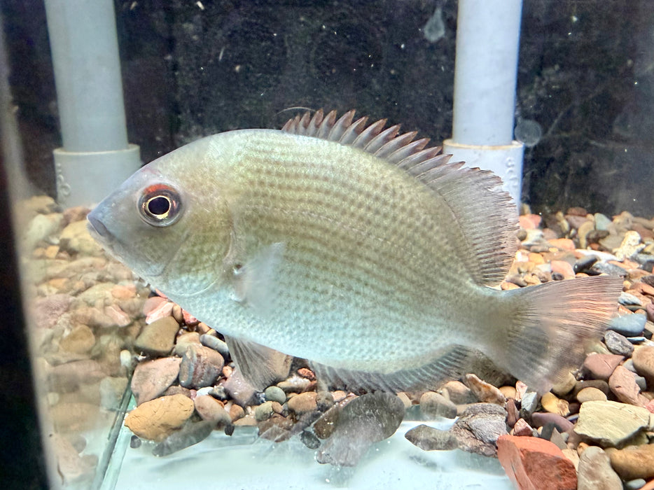* Cichlids * Paretroplus menarambo (Pinstripe damba) 8-10cm