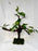 * Plants* Anubias Nana Bonsai #52