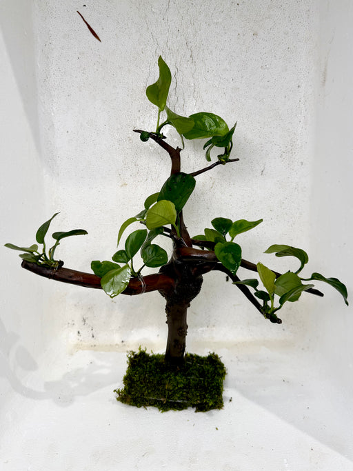 anubias bonsai tree Plants* Anubias Nana Bonsai #52 — jzxonline