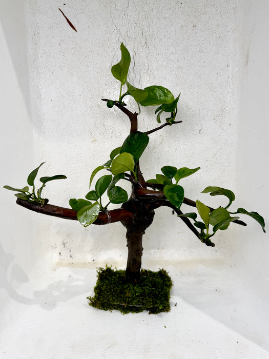 * Plants* Anubias Nana Bonsai #52