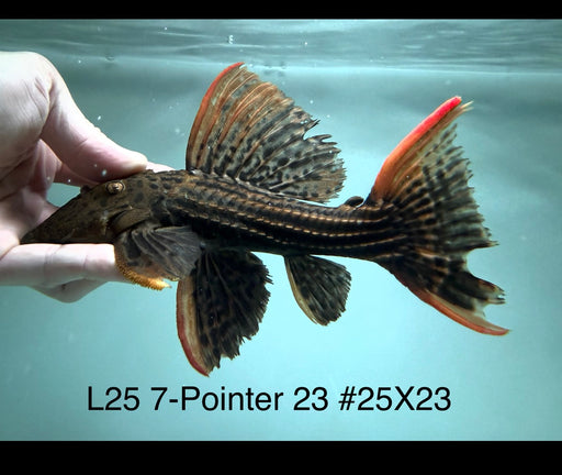 * Pleco * Pseudacanthicus Pirarara (L25 7 Pointer) 23cm #25X23 (Actual piece)