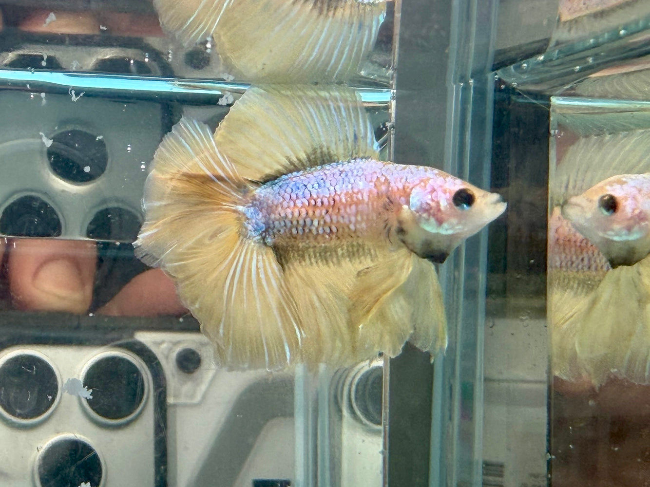 * Betta * Junior DTHM Doubletail Halfmoon (Actual Fish) #35