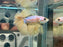 * Betta * Junior DTHM Doubletail Halfmoon (Actual Fish) #35