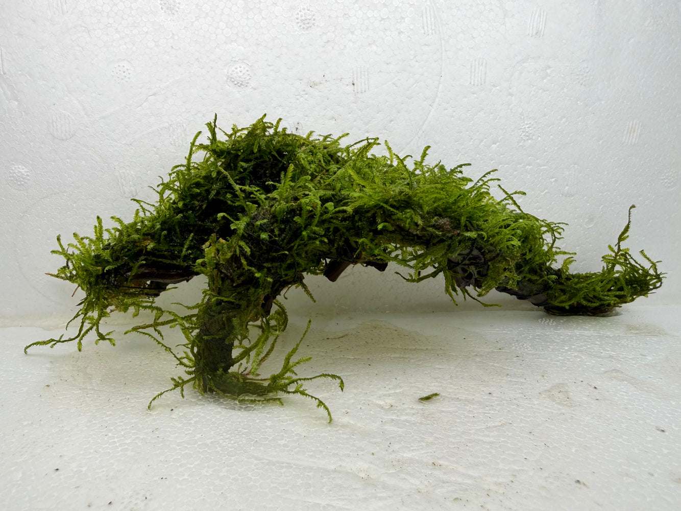 * Plants* Java Moss on Spiderwood #04