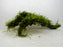 * Plants* Java Moss on Spiderwood #04