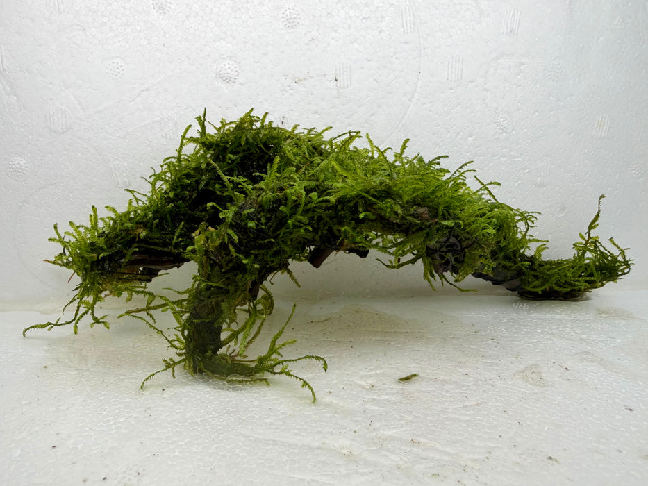 * Plants* Java Moss on Spiderwood #04