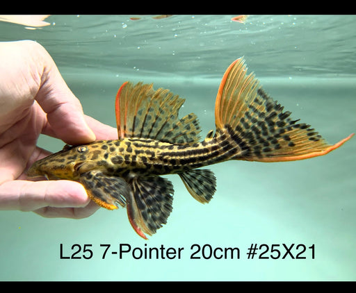 * Pleco * Pseudacanthicus Pirarara (L25 7 Pointer) 20cm #25X21 (Actual piece)