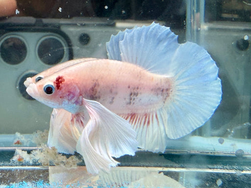 * Betta * HMPK (Actual Fish) #75