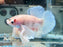 * Betta * HMPK (Actual Fish) #75