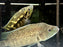 * Cichlids * Parachromis Dovii PAIR