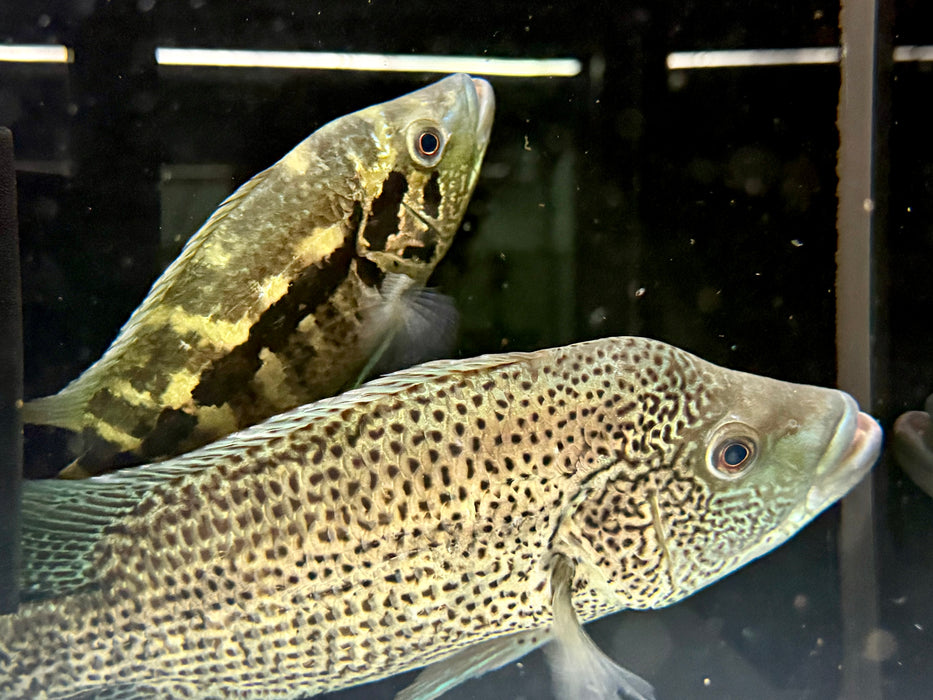 * Cichlids * Parachromis Dovii PAIR
