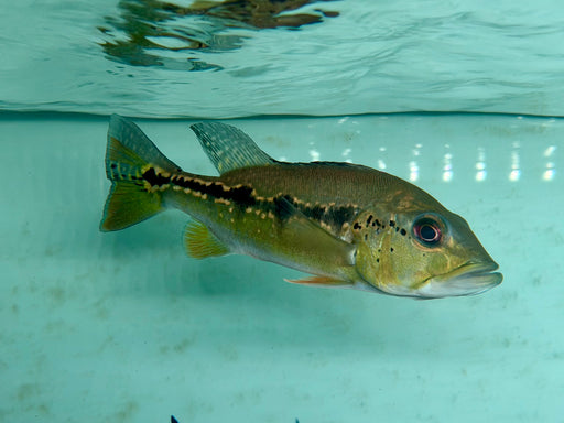 * Cichlid * Cichla Intermedia 18-20cm