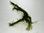 * Plants* Java Moss on Spiderwood #01