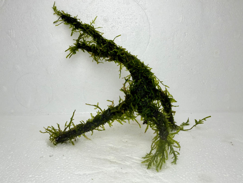 * Plants* Java Moss on Spiderwood #01