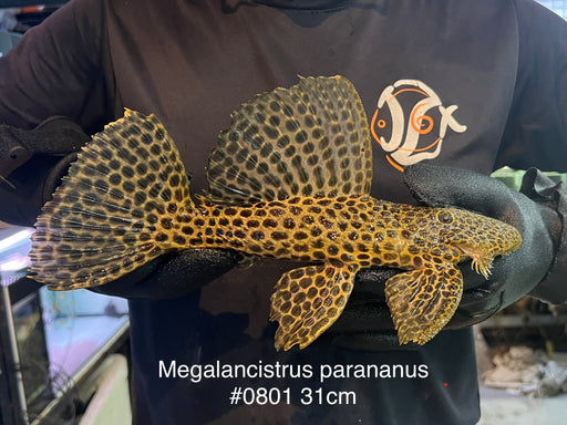 * Pleco *  Megalancistrus parananus #0801 31cm (Actual piece)