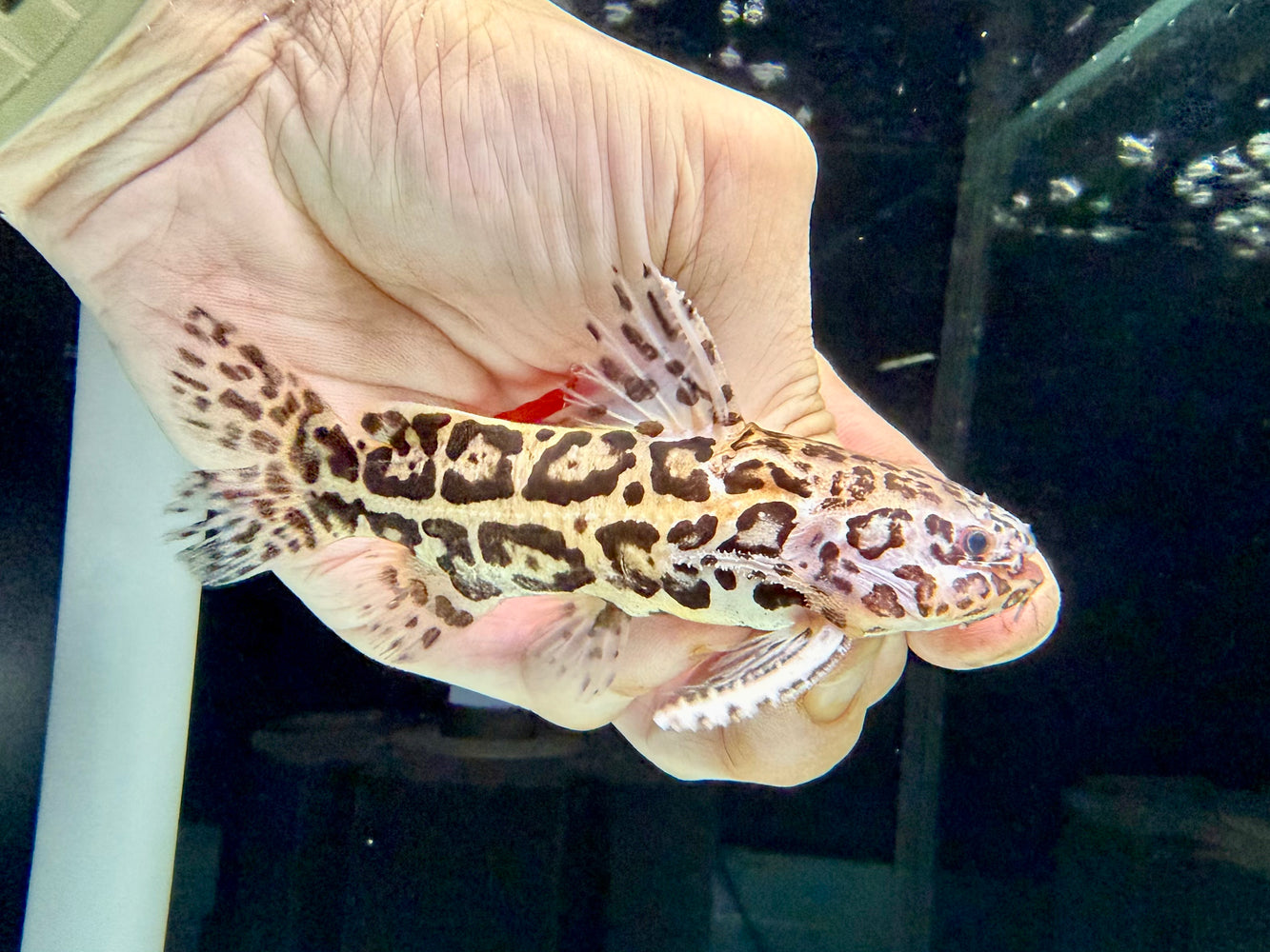 * Catfish * Liosomadoras oncinus "Jaguar Catfish" 10cm #JAG01