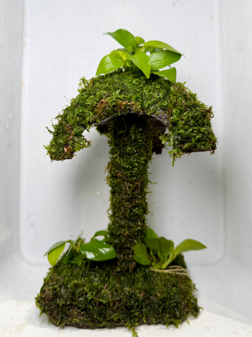 * Plants * Mushroom Moss Hut #01