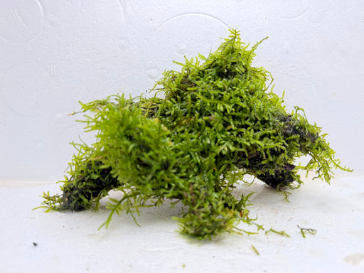 * Plants* Java Moss on Spiderwood #06