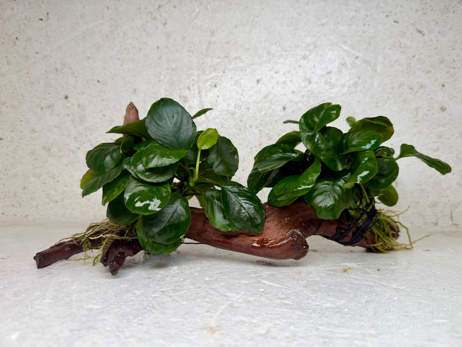 * Plants * Anubias Nana on Spiderwood #159
