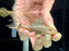 * Pleco * Panaque sp. L90C (6-9cm)
