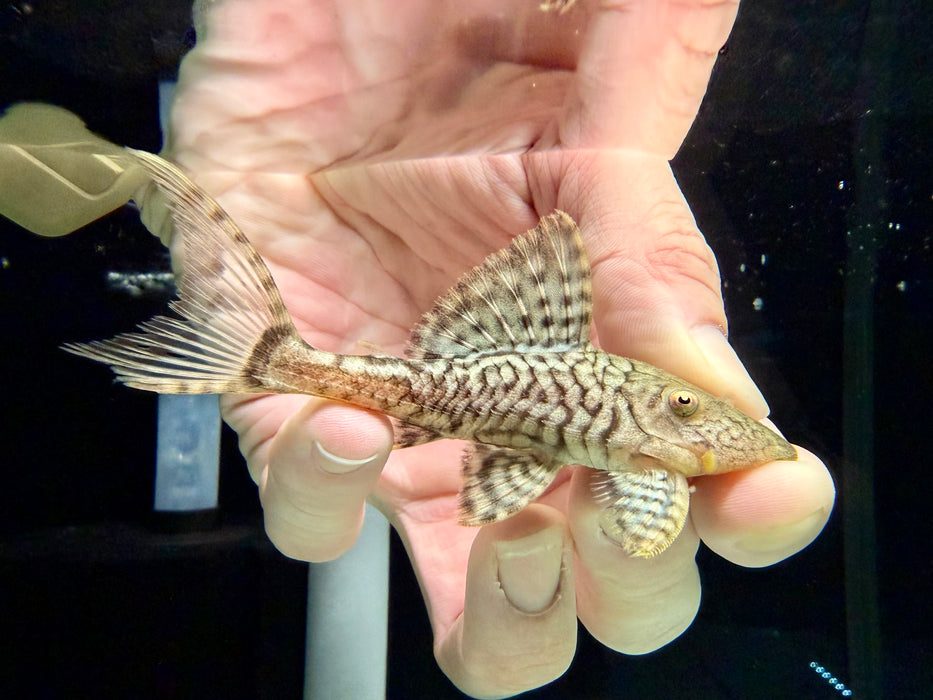 * Pleco * Panaque sp. L90C (6-9cm)