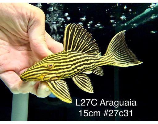 * Pleco *  Panaque armbrusteri (L27C Araguaia GOLDLINE) 15cm #27c31 (Actual piece)
