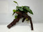 * Plants * Anubias Nana on Spiderwood #150