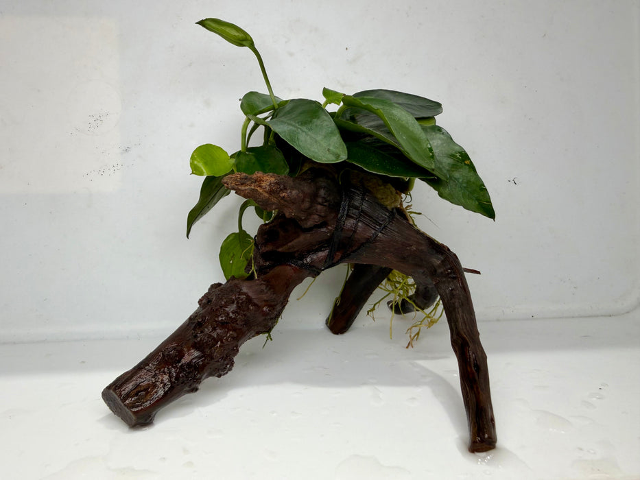 * Plants * Anubias Nana on Spiderwood #150