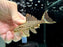 * Pleco *  Panaque armbrusteri (L27D Tapajos Goldline Thunder) 8-10cm