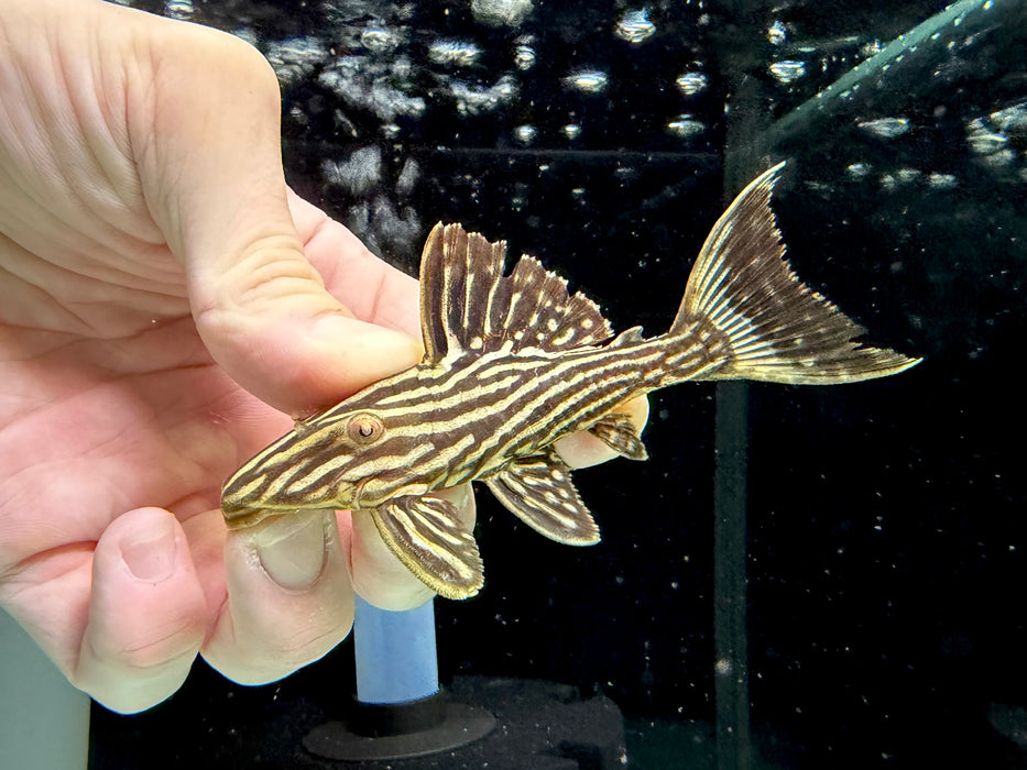 * Pleco *  Panaque armbrusteri (L27D Tapajos Goldline Thunder) 8-10cm