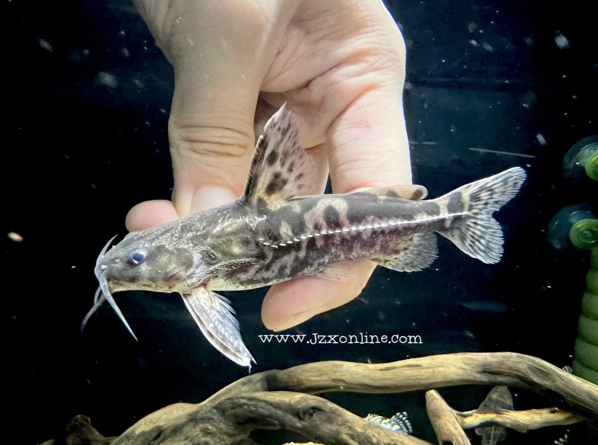 * Catfish *  Franciscodoras marmoratus 9-11cm (Actual piece)