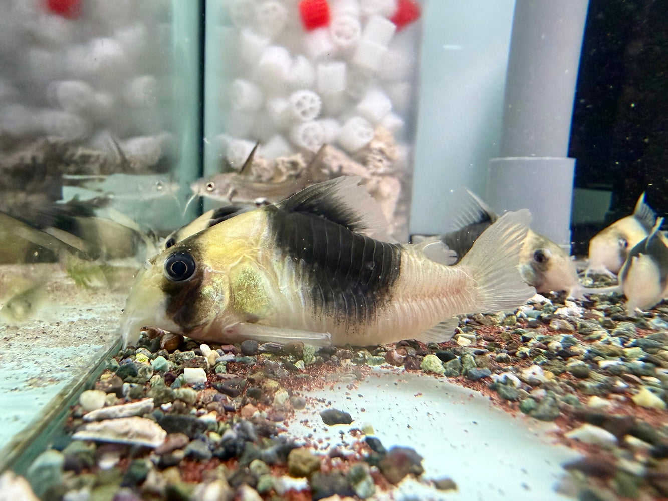 * Corydoras *  Hoplisoma CW51 "BIG Blotch" 4-6cm