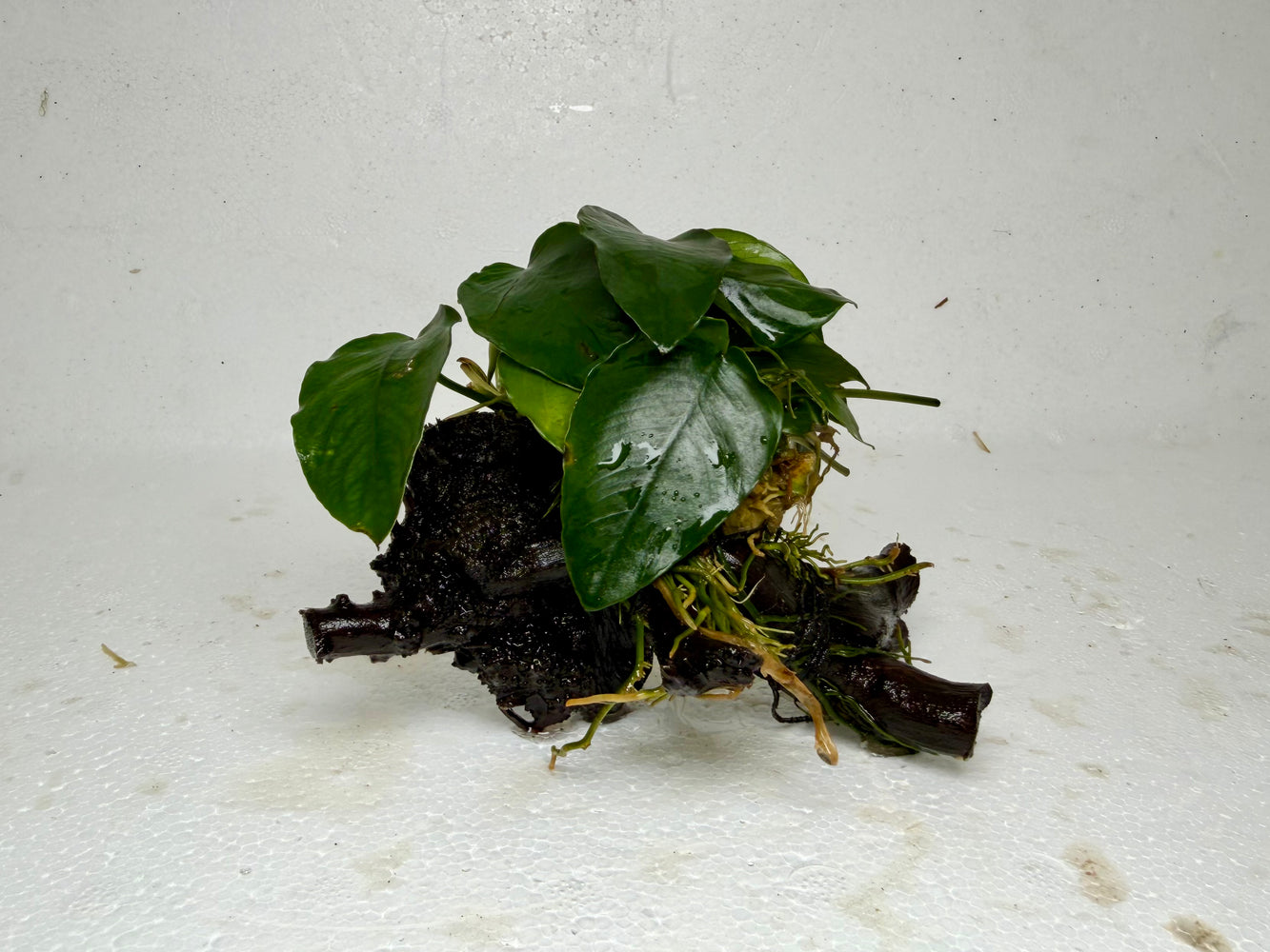 * Plants* Anubias Nana On Spiderwood #59
