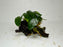 * Plants* Anubias Nana On Spiderwood #59
