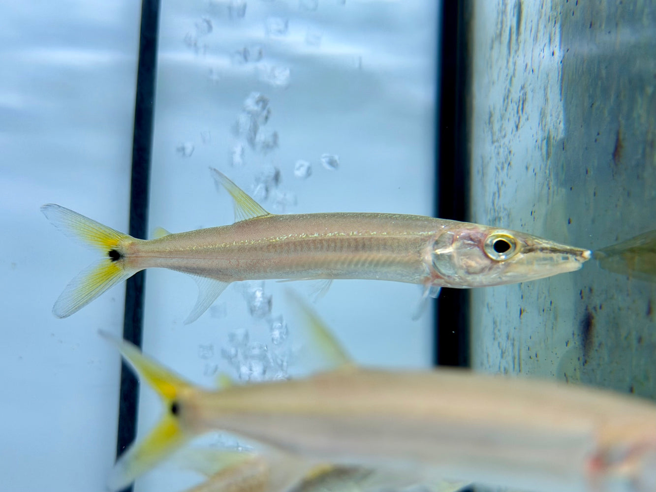 * Other Species *  Acestrorhynchus Heterolepis (Yellow tail Barracuda) 10-13cm