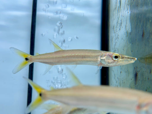 * Other Species *  Acestrorhynchus Heterolepis (Yellow tail Barracuda) 10-13cm