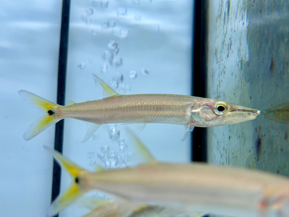 * Other Species *  Acestrorhynchus Heterolepis (Yellow tail Barracuda) 10-13cm
