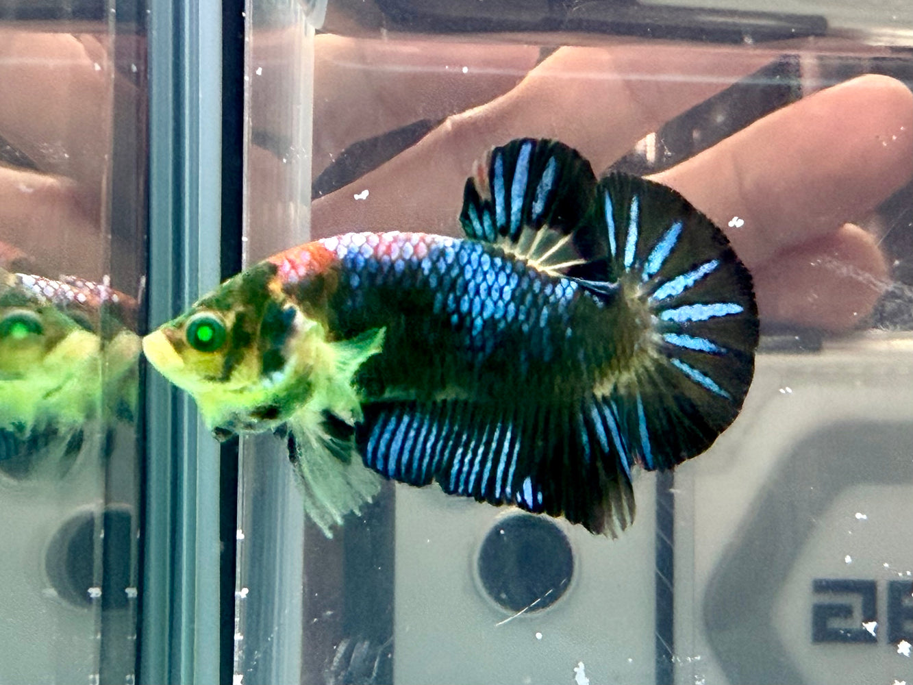 * Betta * HMPK (Actual Fish) #57