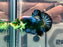 * Betta * HMPK (Actual Fish) #57