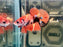 * Betta * HMPK (Actual Fish) #77