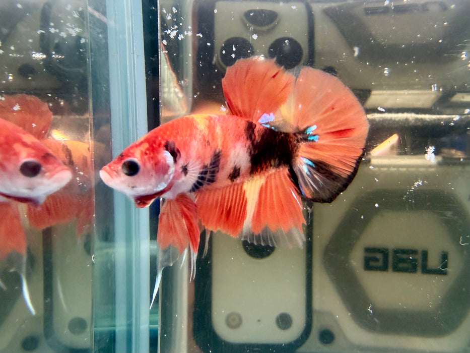 * Betta * HMPK (Actual Fish) #77