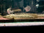 * Polypterus * Polypterus sp. Endlicheri X Lapradei (LAPEN) 15-18cm Captive Bred