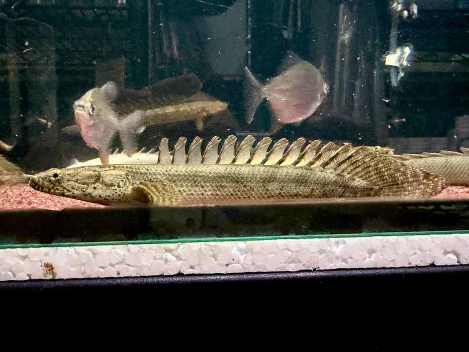 * Polypterus * Polypterus sp. Endlicheri X Lapradei (LAPEN) 15-18cm Captive Bred
