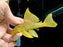 * Pleco *  Hemiancistrus subviridis (L200 High Fin) 13-15cm