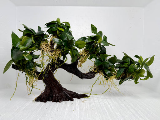 * Plants* Anubias Nana on Resin XL #ANRXL