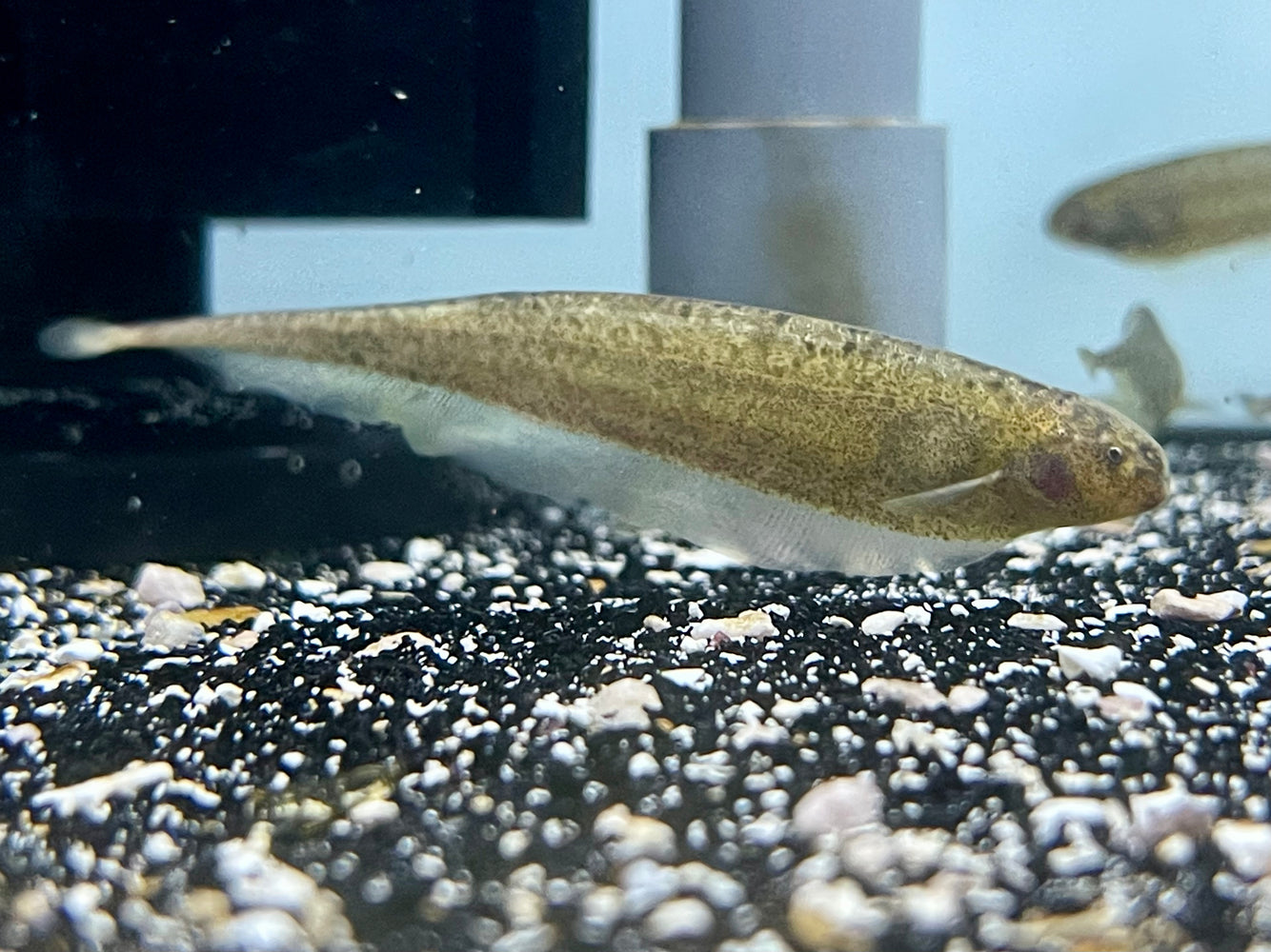 * Other Species * Adontosternarchus clarkae (Marbled dwarf ghost knifefish) 6-8cm